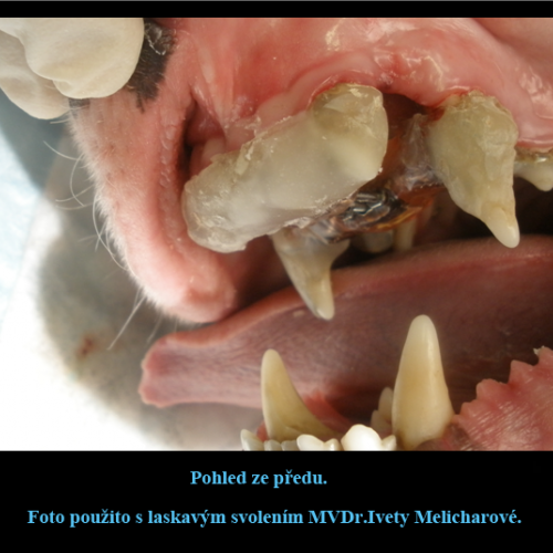 51 MVDr. Iveta Melicharová www.weilovna.cz.png