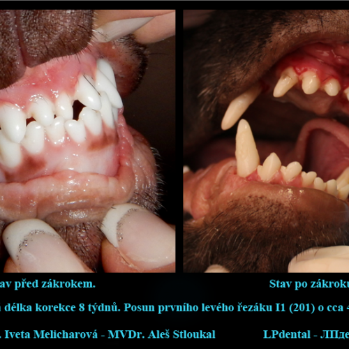 18 MVDr. Melicharová-MVDr.Stloukal-individuální korekce jednoho zubu pomocí elastického řetízku..png