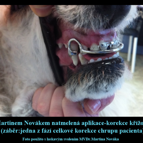 8 MVDr.Martin Novák Veterinární klinika ABvet-Bohumín.png