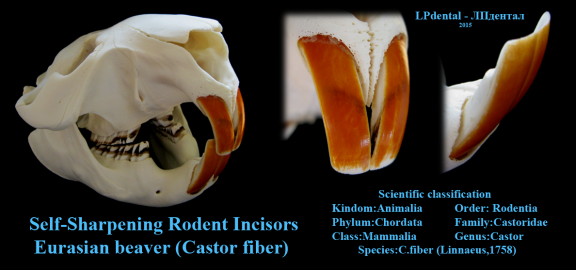  Self Sharpening Rodent Incisor-Eurasian beaver (Castor fiber).png