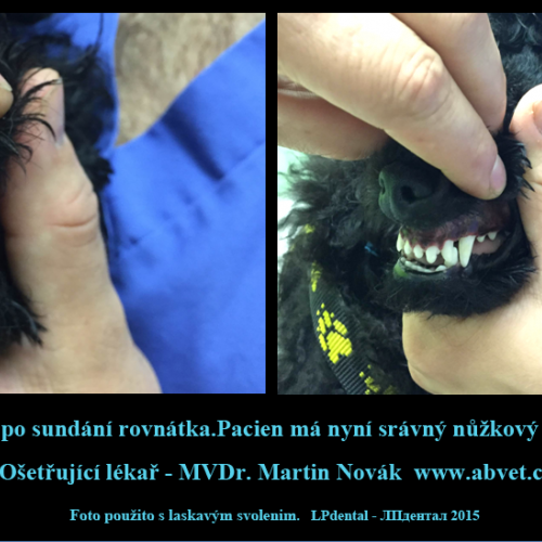5 Úprava předkusu-MVDr.M.Novák-ABvet-www.abevet.cz.png