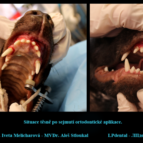 16 MVDr. Melicharová-MVDr.Stloukal-individuální korekce jednoho zubu pomocí elastického řetízku..png