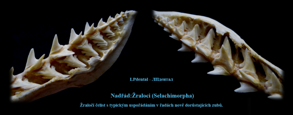Žraločí čelist s typickým uspořádaním v řadách dorůstajících zubů..png