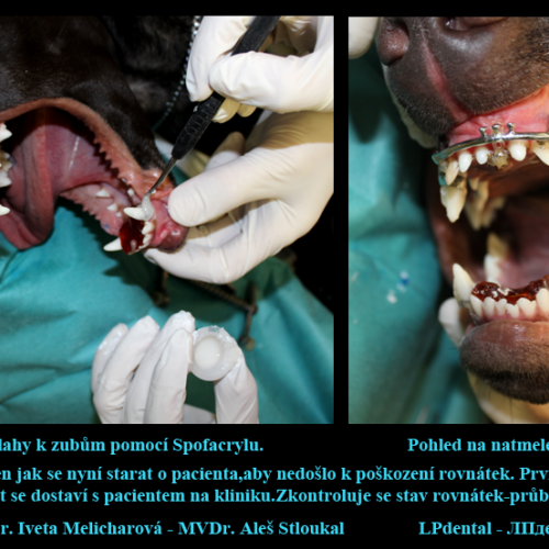 15  MVDr. Melicharová-MVDr.Stloukal-individuální korekce jednoho zubu pomocí elastického řetízku..pn