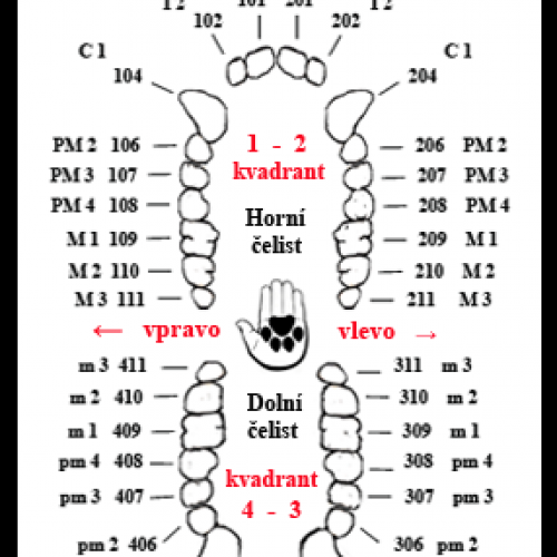 Systém značení zubů-Řád-primáti (Primates)-LPdental (ЛПдентал).png