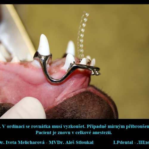 9  MVDr. Melicharová-MVDr.Stloukal-individuální korekce jednoho zubu pomocí elastického řetízku..png