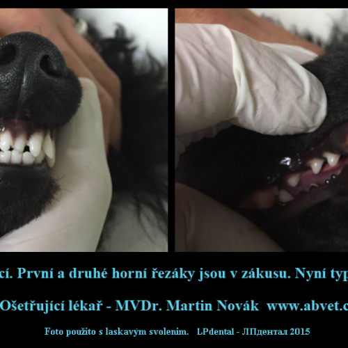1 Úprava předkusu-MVDr.M.Novák-ABvet-www.abevet.cz.png