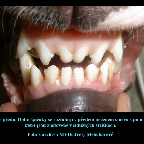 20 MVDr.Iveta Melicharová- Na Weilovně-Petr Moj -LPdental.png