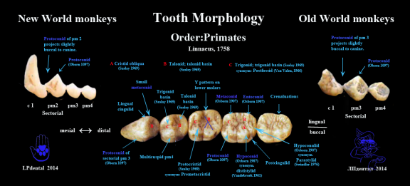 Primates-Tooth cusp and style nomenclature, lower premolars (Sectorial pm2-3)-Tooth Morphology.png
