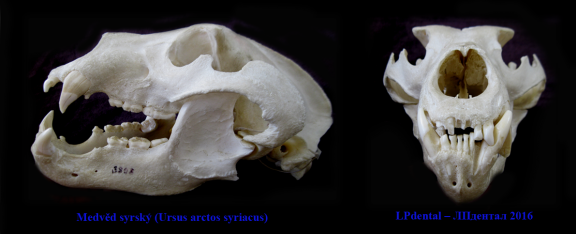 1 Medvěd syrský (Ursus arctos syriacus) ..png