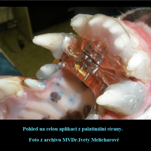 31 MVDr.Iveta Melicharová- Na Weilovně-Petr Moj -LPdental.png