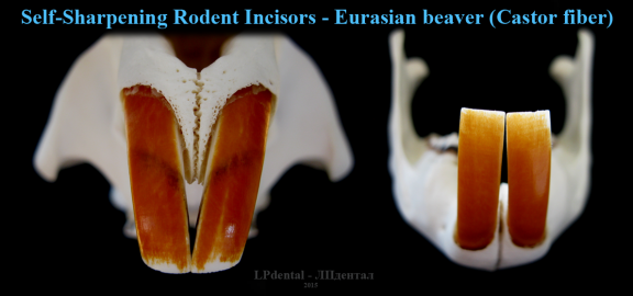 3 Self Sharpening Rodent Incisor-Eurasian beaver (Castor fiber).png