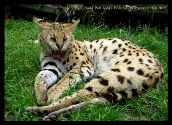 Photo Petr Moj LPdental - ЛПдентал -Serval stepní (Leptailurus serval) 28.6.2015.png