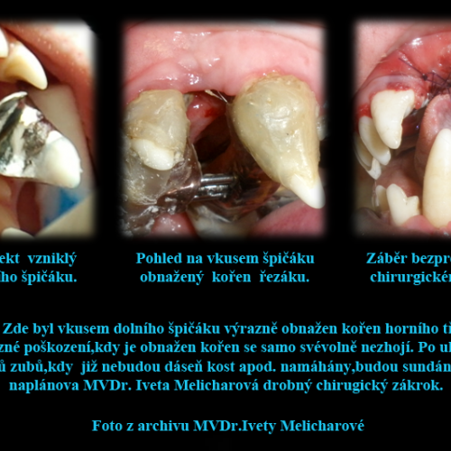 65 MVDr. Iveta Melicharová www.weilovna.cz.png