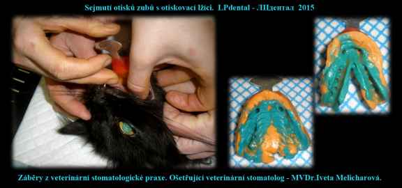 9 Sejmutí otisků zubů s otiskovací lžíci-MVDr. Iveta Melicharová..png