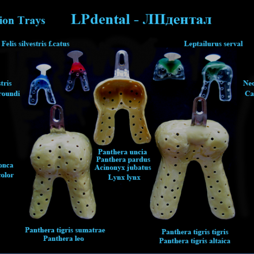 03 Impression Trays - Felidae.png