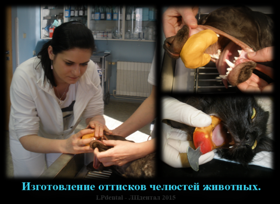 Изготовление оттисков челюстей животных.Ветеринарная стоматология..png