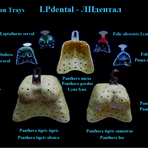 02 Impression Trays  - Felidae.png