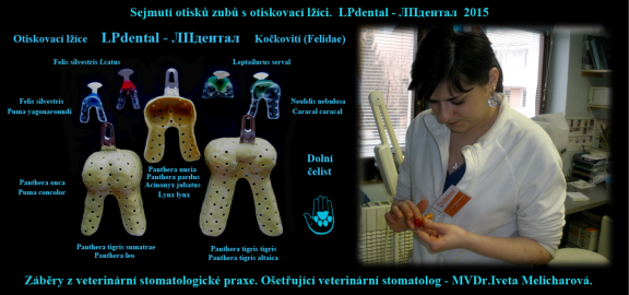 6 Sejmutí otisků zubů s otiskovací lžíci-MVDr. Iveta Melicharová..png