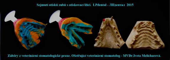 10  Sejmutí otisků zubů s otiskovací lžíci-MVDr. Iveta Melicharová..png