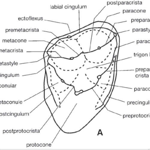 4-12b_tooth_cusps.png