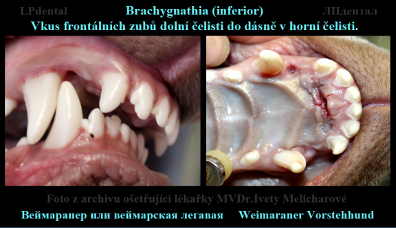 Brachygnathia (inferior) foto MVDr.Iveta Melicharová.png