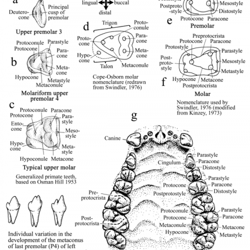 2-12b_tooth_cusps_upper_jaw.png