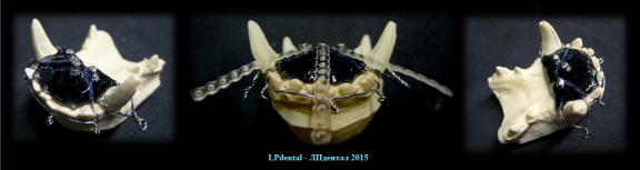 60 Veterinární stomatologie-ortodoncie-Veterinary Dentistry-Orthodontics-Ветеринарная стоматология.p