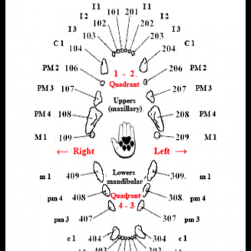 2 Dental Numbering Systems-Family-Felidae-LPdental (ЛПдентал).png